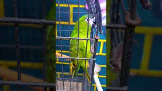 Hahns Macaw on order birdsforsale exoticbirdsfarm tamedbirds parrot birdstore [upl. by Malcolm509]