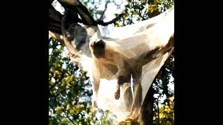 Man trapped spider web 🕸️ 🍿🎥 shorts viral attitude movie youtubeshorts trending moviecineplex [upl. by Ahseikan]