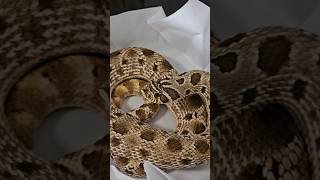 End of the Year Weight for Zod A Western Hognose Snake Short [upl. by Alius]