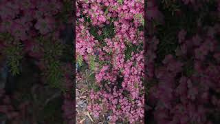 Spring Bliss Leptospermum Tickled Pink in Full Bloom melbourne flowers deakinuniversity [upl. by Leoy]