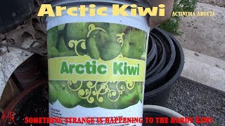 ⟹ ARCTIC KIWI  Actinidia arguta  Something strange is happening 2017 [upl. by Ahseyi]