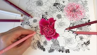 ROSE DRAWING WITH COLORED PENCILS  Rose Garden  Part 2 Floribunda Coloring Book [upl. by Ailices]