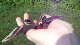 Releasing the Male Cecropia Moth [upl. by Norga558]