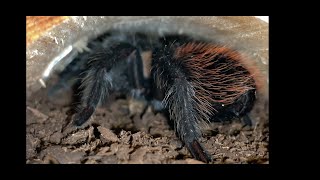 FEEDING THE BIG ONES my son amp I feeding some spiders [upl. by Ellerihs]