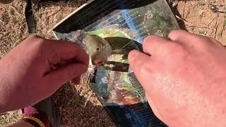 YELLOWBELLY AND SILVER PERCH BAIT FISHING  coopers creek innamincka SA [upl. by Narmis]