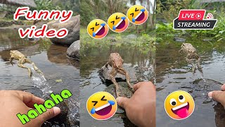 Catching frog funny make you laugh  funny animal video  funny frog jumping short [upl. by Debbi]