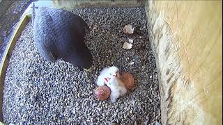 13 Apr 23 – Two chicks being fed [upl. by James]