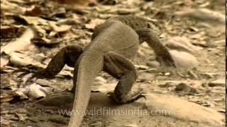 The Bengal monitor lizard [upl. by Navi701]