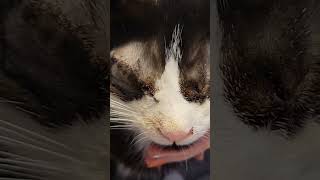 Kitten Dickie incision was swollen 3 days after eye removed but improved quickly [upl. by Clay]