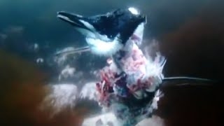 【衝撃捕食映像】ヒゲペンギンがヒョウアザラシから捕食されボロ [upl. by Yvonne]