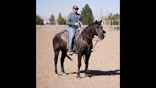 Finished 2013 Colonel Classy Bueno AQHA Team Roping Head and Ranch Show Horse [upl. by Lauree3]