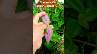 Tradescantia zebrina plants care tips plants hangingplants indoorsplants shorts trending [upl. by Nnylyaj761]