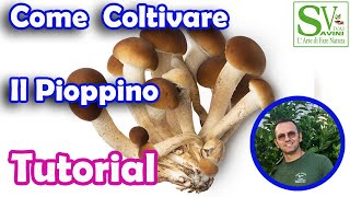 Come coltivare i funghi Pioppini [upl. by Akerdnahs]