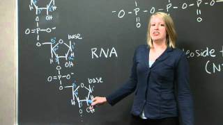 Explanation of 5 and 3 C terminus and N terminus  MIT 701SC Fundamentals of Biology [upl. by Lemak]