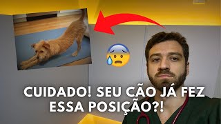 PANCREATITE em cães  Sintomas tratamento e cuidados essenciais [upl. by Stelmach]