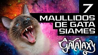 7 Maullidos del gato siames y su significado │ Traduciendo lo que dice el gato  Gatalaxy [upl. by Heymann]