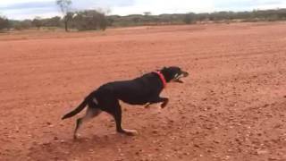 Working Dogs Running in Slow Motion [upl. by Adyht797]