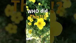 Who put holes in my Potentilla Flowers critterfriendlyyard rocknroll [upl. by Cope]