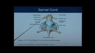 Anatomy and Physiology Chapter 13 Spinal Cord Anatomy and Physiology Help [upl. by Clute]