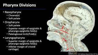 Larynx Pharynx and CST  Pharynx [upl. by Gwennie]