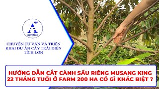 HƯỚNG DẪN CẮT CÀNH SẦU RIÊNG MUSANG KING 22 THÁNG TUỔI Ở FARM 200 HA CÓ GÌ KHÁC BIỆT [upl. by Ivonne329]