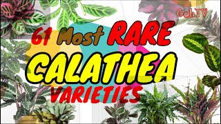 RARE CALATHEA VARIETIES 61 OF THEM GehTV [upl. by Anniken]