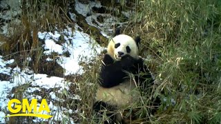 Camera catches giant panda eating bamboo l GMA [upl. by Aikemot]