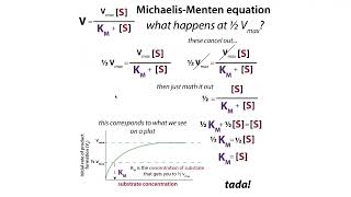 Enzyme kinetics fundamentals amp terms Km kcat specificity constantcatalytic efficiency activity [upl. by Barcus]