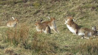 Mad March hares on Rathlin Island [upl. by Refennej]