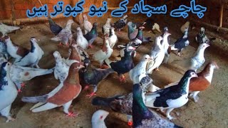 chacha Sajjad Ky New Rangeen Kabutar Vlog 142by chacha sajjad چاچا سجاد [upl. by Ettennil]