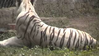 Tigers in Delhi Zoo [upl. by Calvano85]