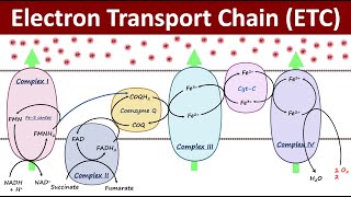 Electron Transport Chain  Mitochondrial Respiration  Biochemistry Basics [upl. by Davis]