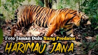 Foto HARIMAU JAWA Jaman Dulu Dengan Corak Loreng Yang Khas [upl. by Oam]