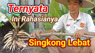 Rahasia tanam singkong agar berbuah lebat dan banyak [upl. by Spense976]