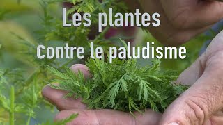 Des plantes contre le paludisme [upl. by Laram]