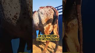 1 gir cow sale out haryana any gir cow anytime available for sale [upl. by Justin]