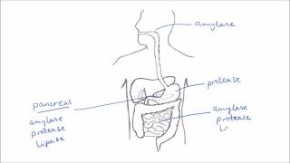 Enzymes In Digestion  GCSE Science  Biology  Get To Know Science [upl. by Berlauda]