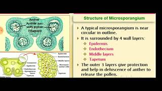 Structure of Microsporangium [upl. by Htidirem]