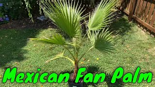 Mexican Fan Palm Washingtonia robusta [upl. by Kolva]