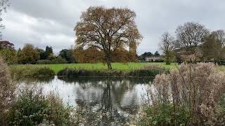 English oak by Abbey lake  October 2024 [upl. by Einner856]