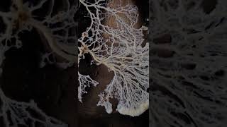 Slime Mold Timelapse [upl. by Suissac]