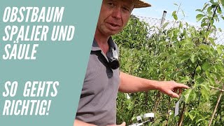 Obstbaumschnitt Spalier und Säule  So machst du es richtig [upl. by Shea]