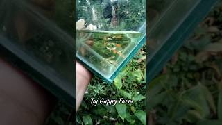 Beautiful Guppy Babies 🥰 guppy guppies baby guppyfry guppyfarm platinum shorts shortvideo [upl. by Kirenoj]