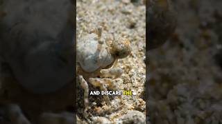 The Sand Bubbler Crabs are the Sand Artists of the ocean [upl. by Antoinette]