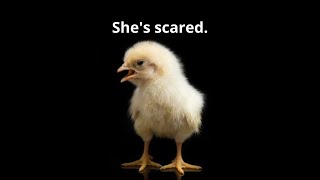 Chicks screaming to calm in 5 seconds [upl. by Wichern]