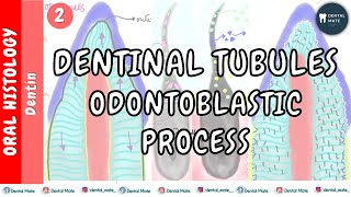 Dentinal tubules  Odontoblastic process  Curvatures  Branches  Dr Paridhi Agrawal [upl. by Oflodor330]