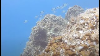 Diving near Omis Croatia  Nurkowanie Omiś Chorwacja [upl. by Llenrup]