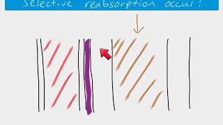 A2 Biology  Selective reabsorption [upl. by Charmian]