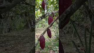 Rodeando la huerta de cacao amazonia tena [upl. by Cleo]