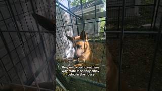 Our Tiny Zoo Set Up is coming along germanshepherd chicken rawdiet puppy [upl. by Zarah]